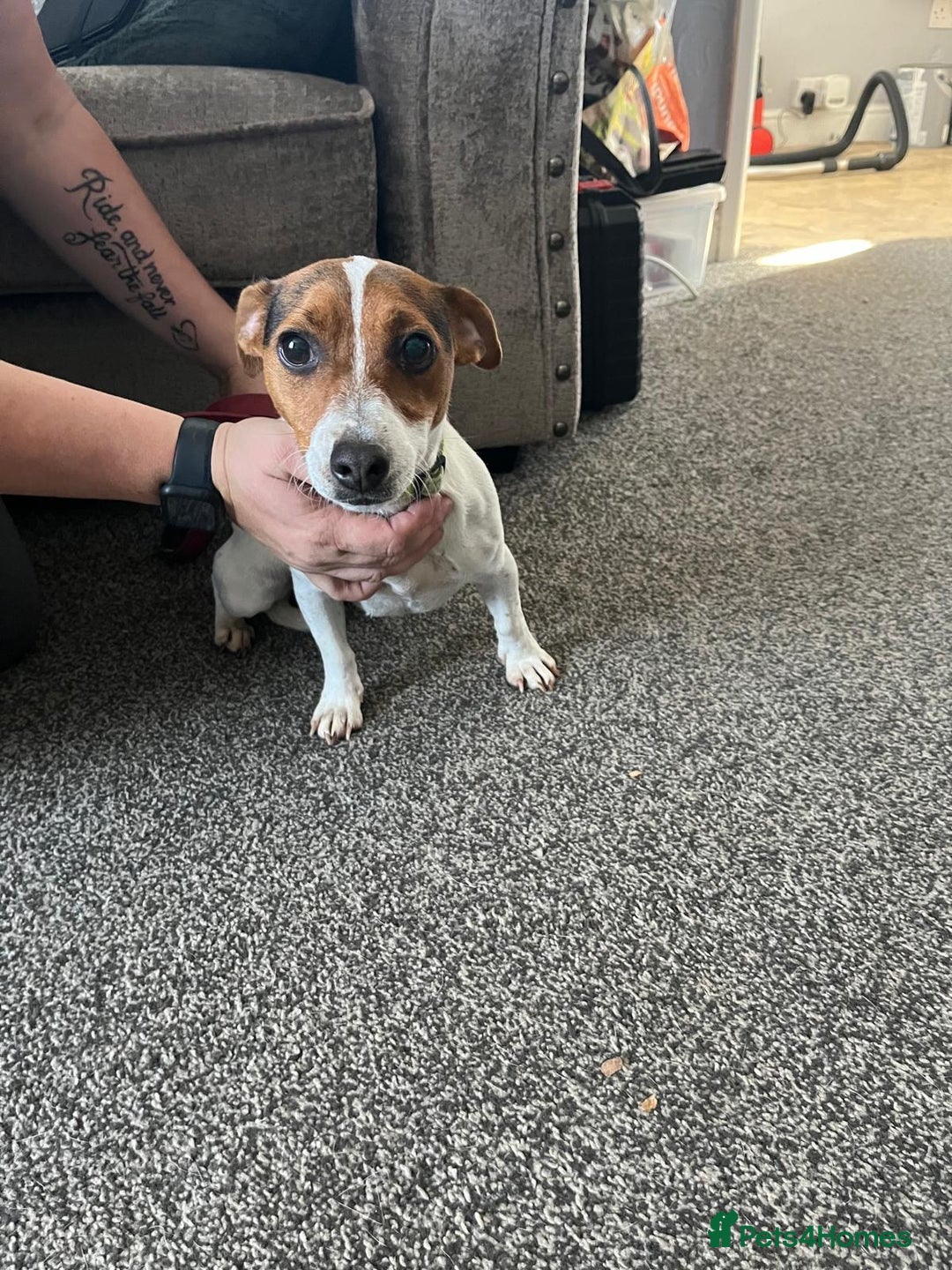 Jack Russell dogs for sale: Small 11 month old jack Russell  - Image 4
