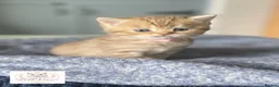 British Shorthair cats for sale: Exceptional Golden British Shorthair Kittens - Advert 7