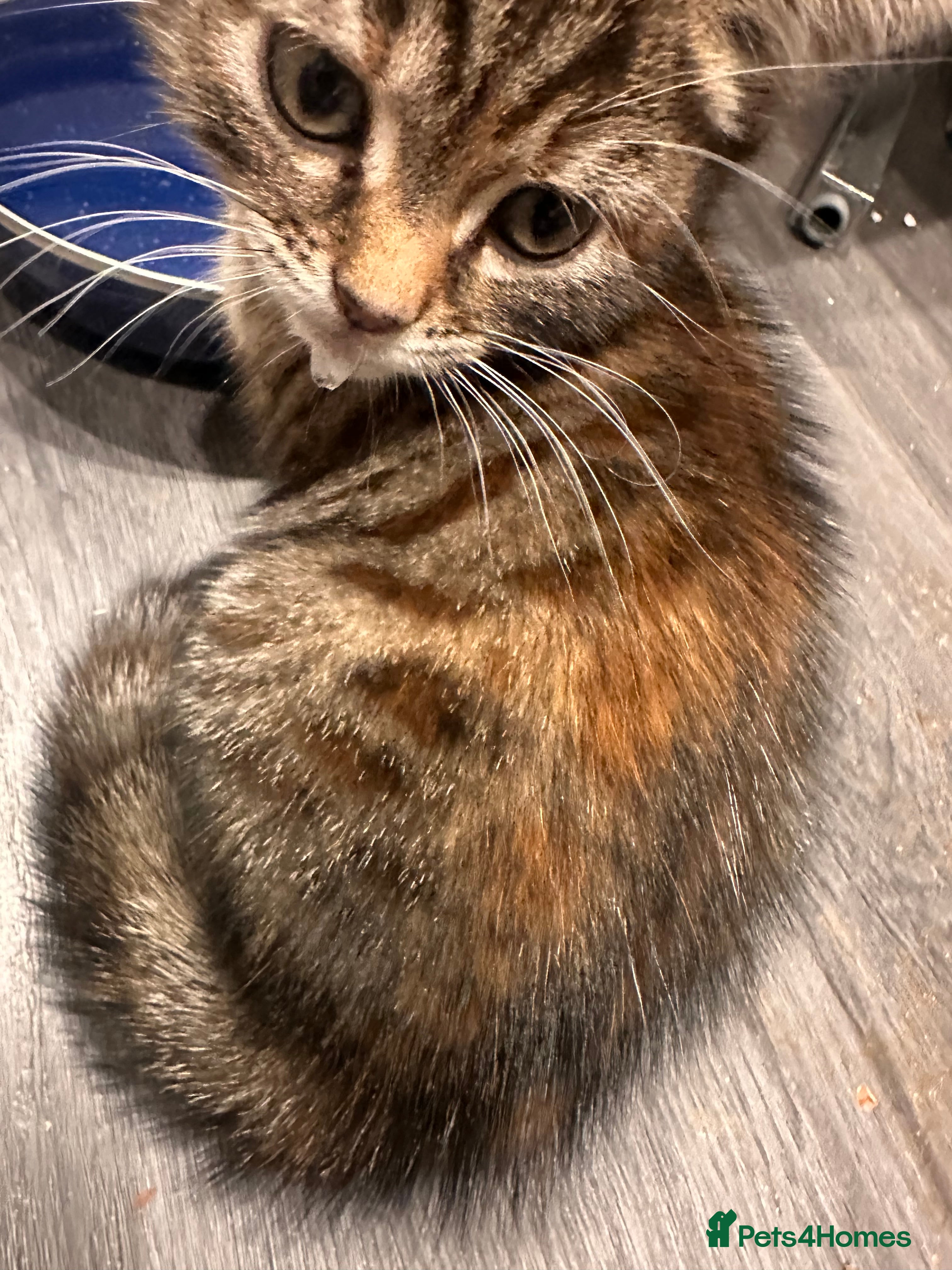 Mixed Breed cats Chubby tabby girl - Advert 5