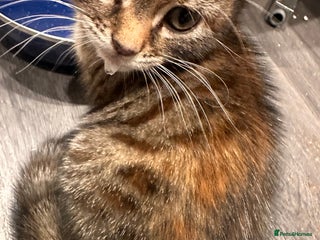 Mixed Breed cats Chubby tabby girl - Advert 4