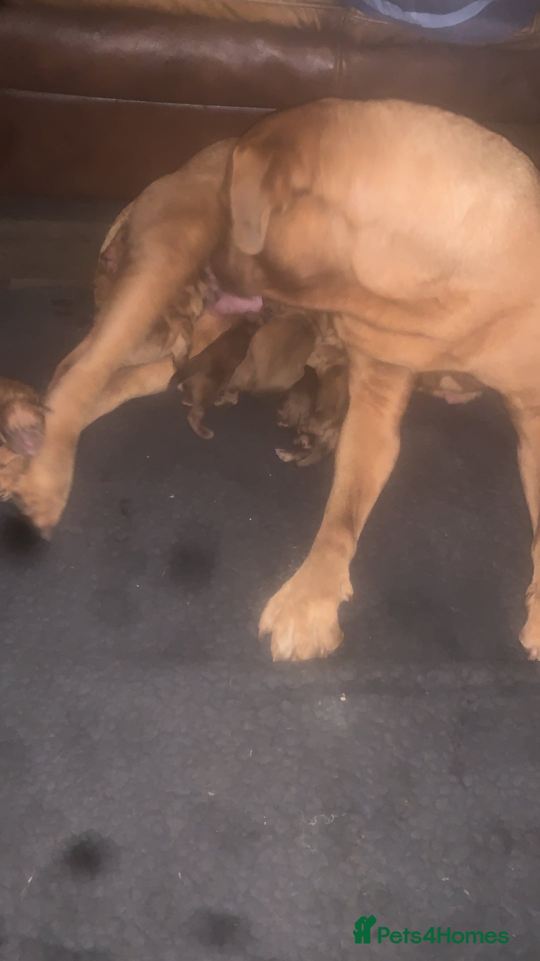 Dogue De Bordeaux dogs for sale: Beautiful dog de Bordeaux puppies full breads  - Image 10