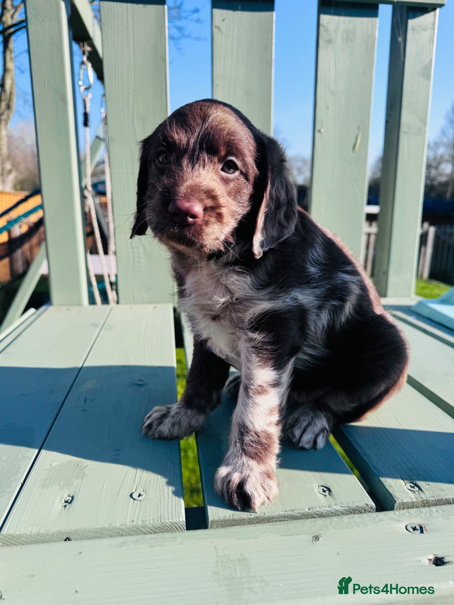 Labradoodle dogs Chocolate Merle Labradoodle Babies 🐾🐾🐾 - Advert 1
