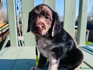 Labradoodle dogs Chocolate Merle Labradoodle Babies 🐾🐾🐾 - Advert 1