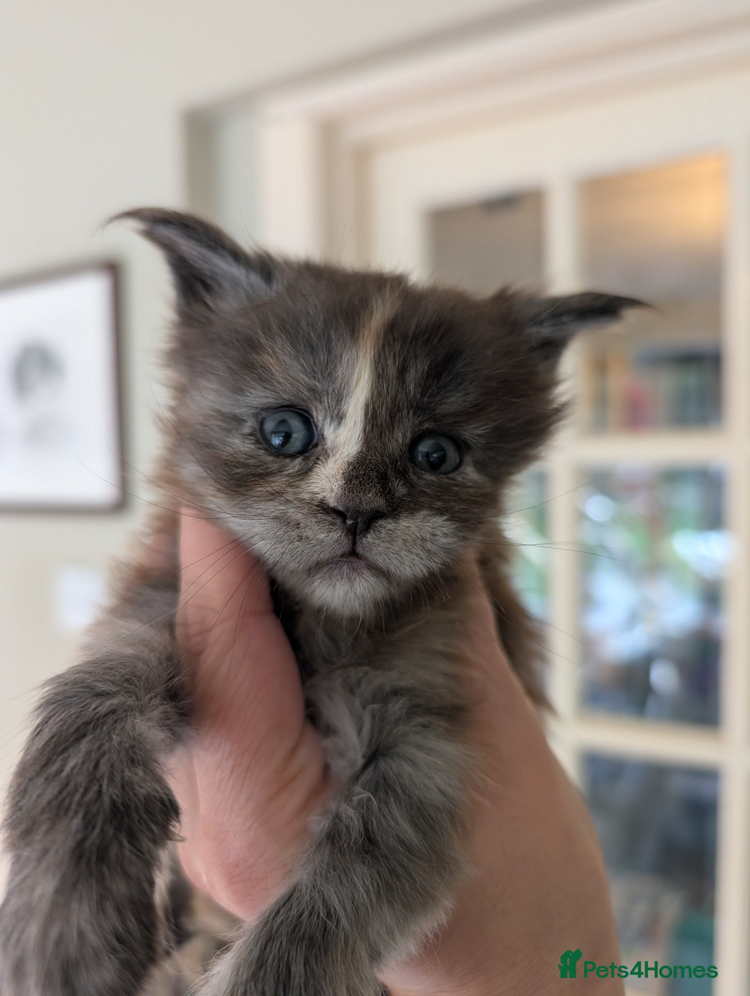 Maine Coon cats Tica Registered Maine coon Kittens  - Advert 2