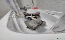 Maine Coon cats for sale: 2 beautiful maine Coon cats  - Image 3