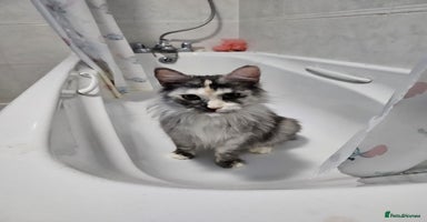 Maine Coon cats - Advert 8