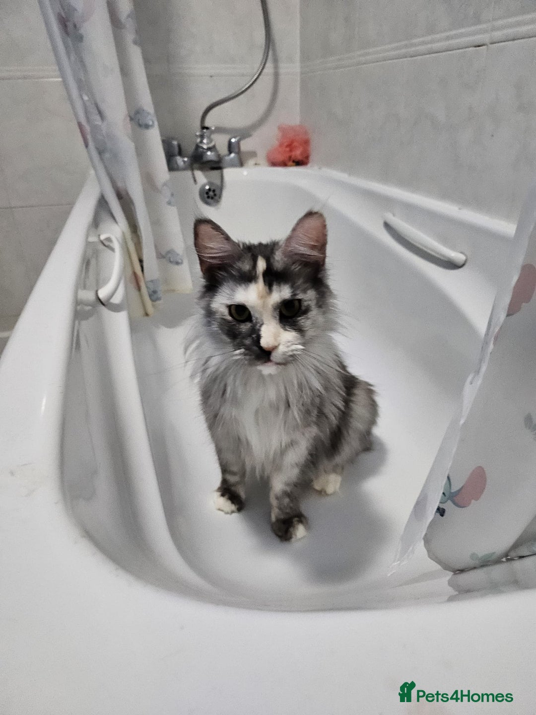 Maine Coon cats for sale: 2 beautiful maine Coon cats  - Image 3