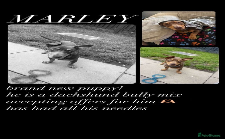 Mixed Breed dogs - Advert 2