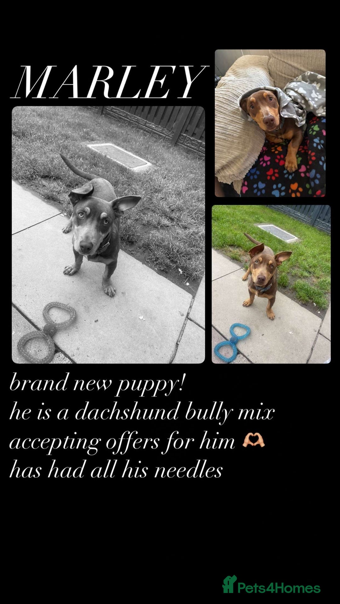 Mixed Breed dogs for sale: Marley  - Image 1