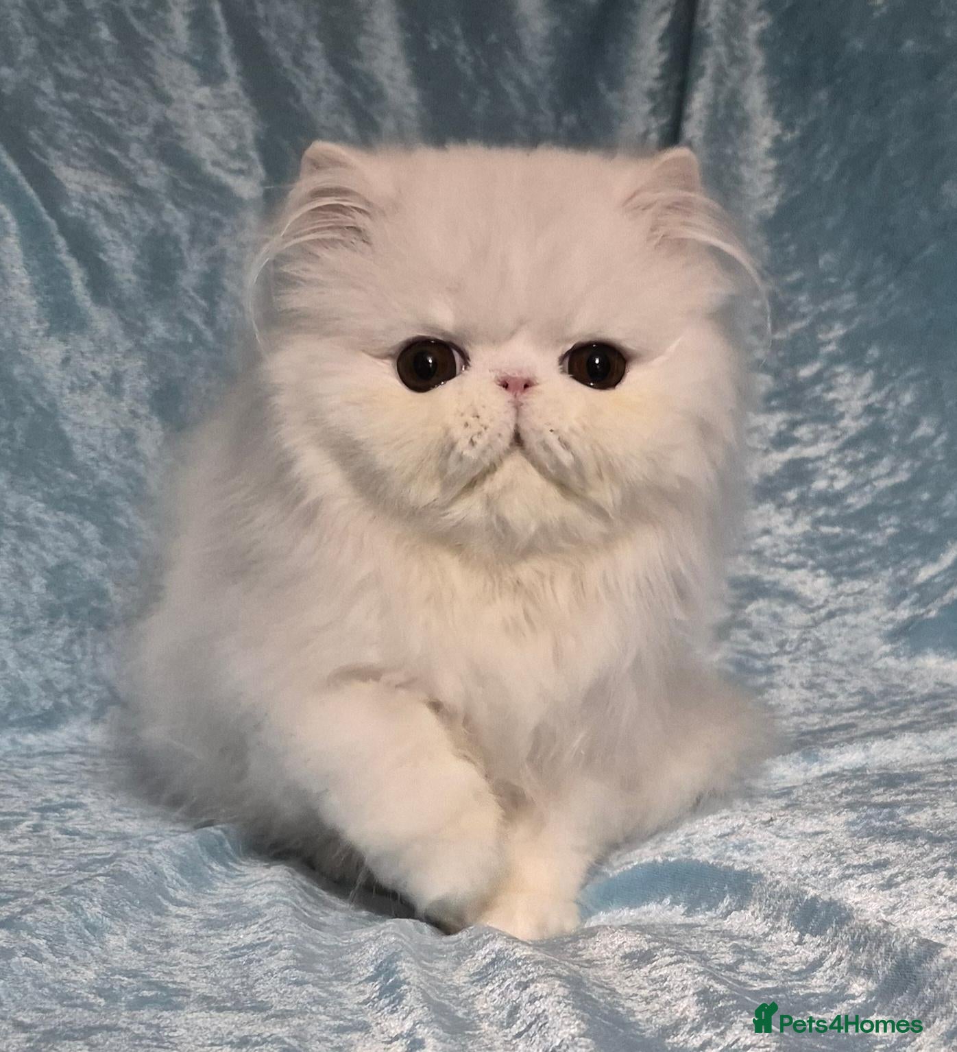 Persian cats for sale: 3 x white/black persian boy kittens - Advert 1