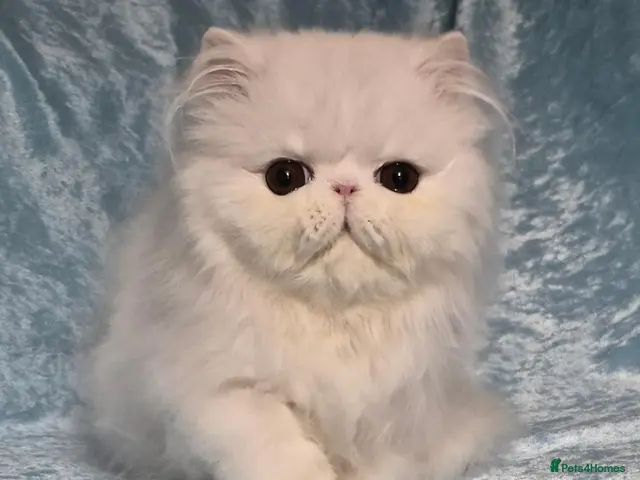 Persian cats for sale: 3 x white/black persian boy kittens - Advert 1