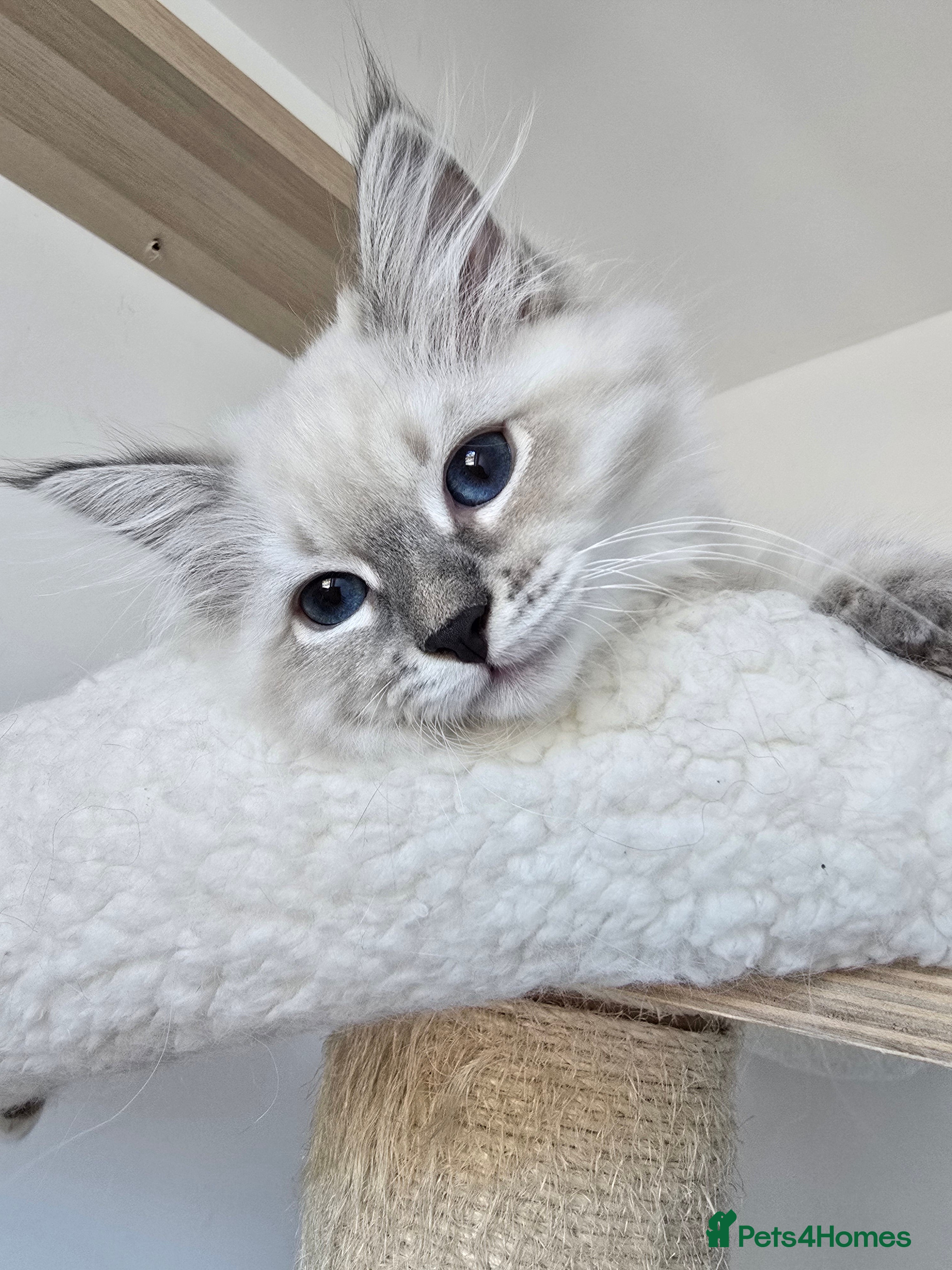 Siberian cats for sale: Beautiful GCCF Neva Masquerade Girl – Figa - Advert 1