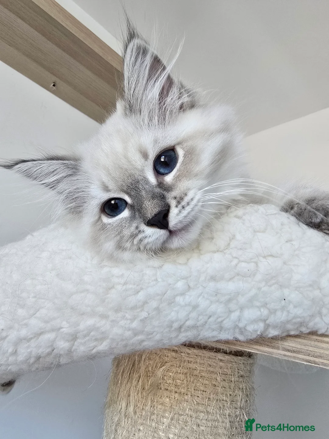 Siberian cats for sale: Beautiful GCCF Neva Masquerade Girl – Figa - Advert 1