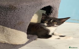 Mixed Breed cats for sale: 2 boys 1 girl left - Image 22