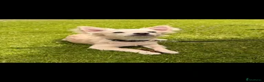 Chihuahua 1