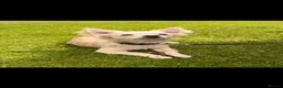 Chihuahua dogs for sale: Loving Young Dog Looking for His Forever Home - Advert 2