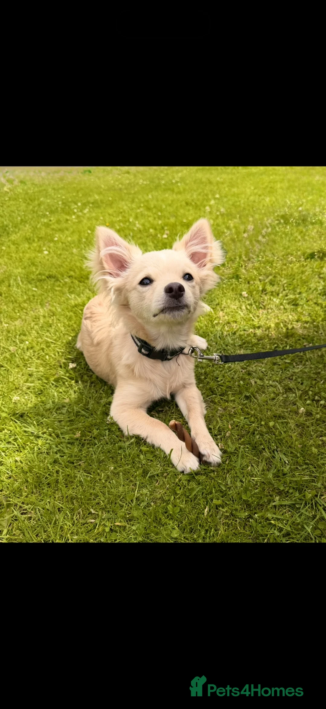 Chihuahua dogs for sale: Loving Young Dog Looking for His Forever Home - Advert 2