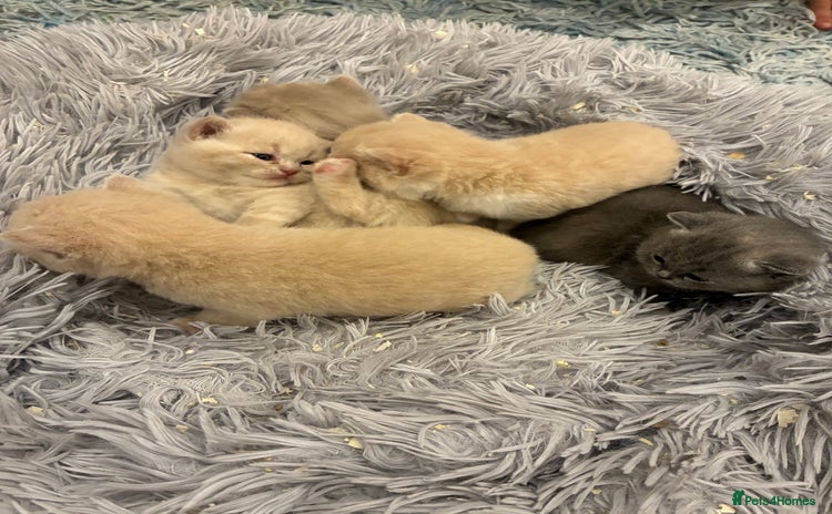 British Shorthair cats - Advert 16