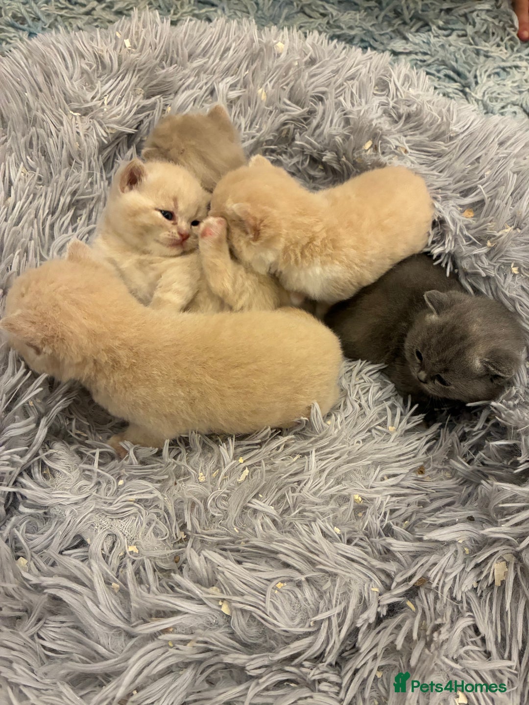 British Shorthair cats for sale: 3 LEFT - TICA BRITISH SHORTHAIRED KITTENS - Image 13