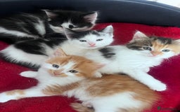 Mixed Breed cats for sale: Gorgeous Fluffy Kittens - Image 18