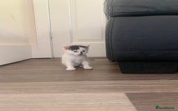 Mixed Breed cats for sale: Harlequin Mixed Breed Kittens  - Image 8