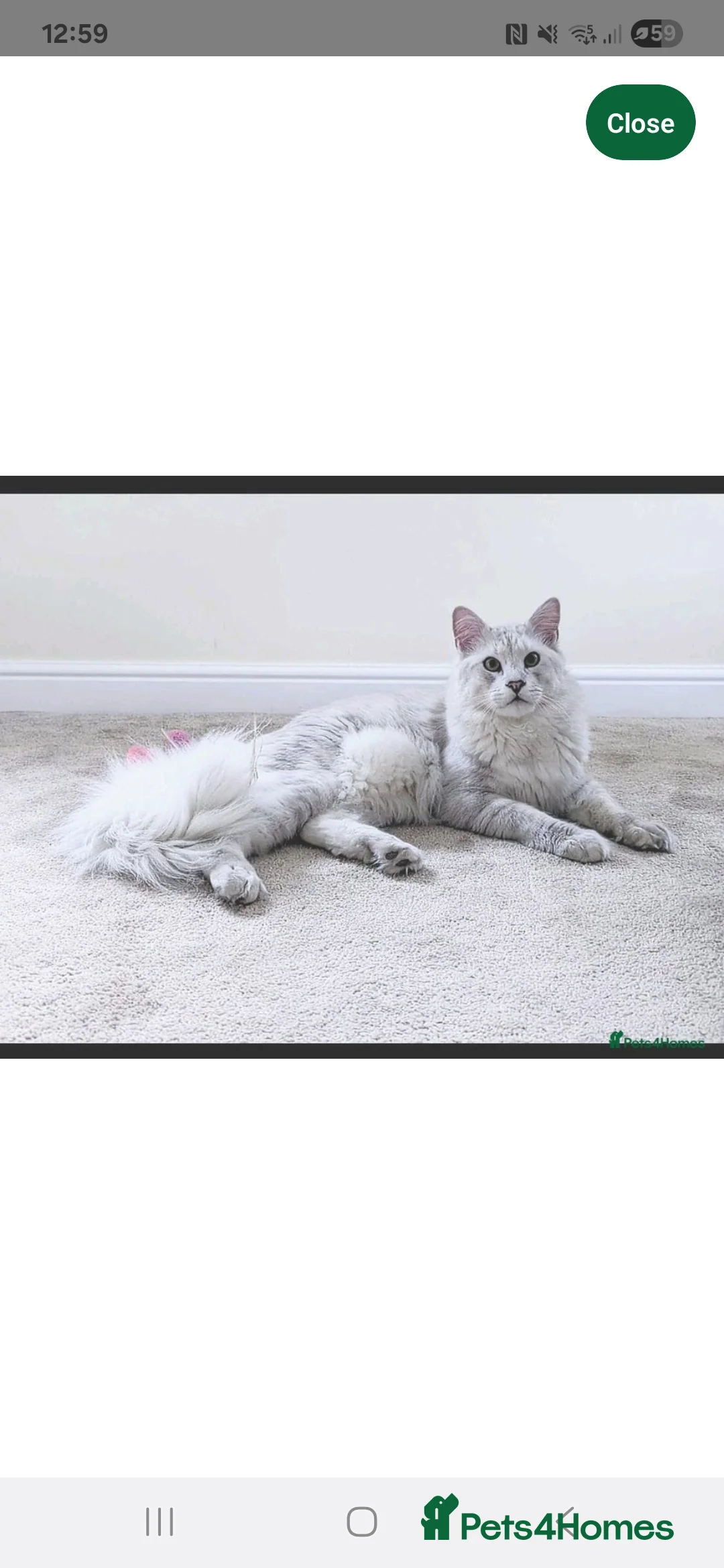 Maine Coon cats for sale: Rare Stunning Blue Shaded Maine Coon Kitten - Advert 13