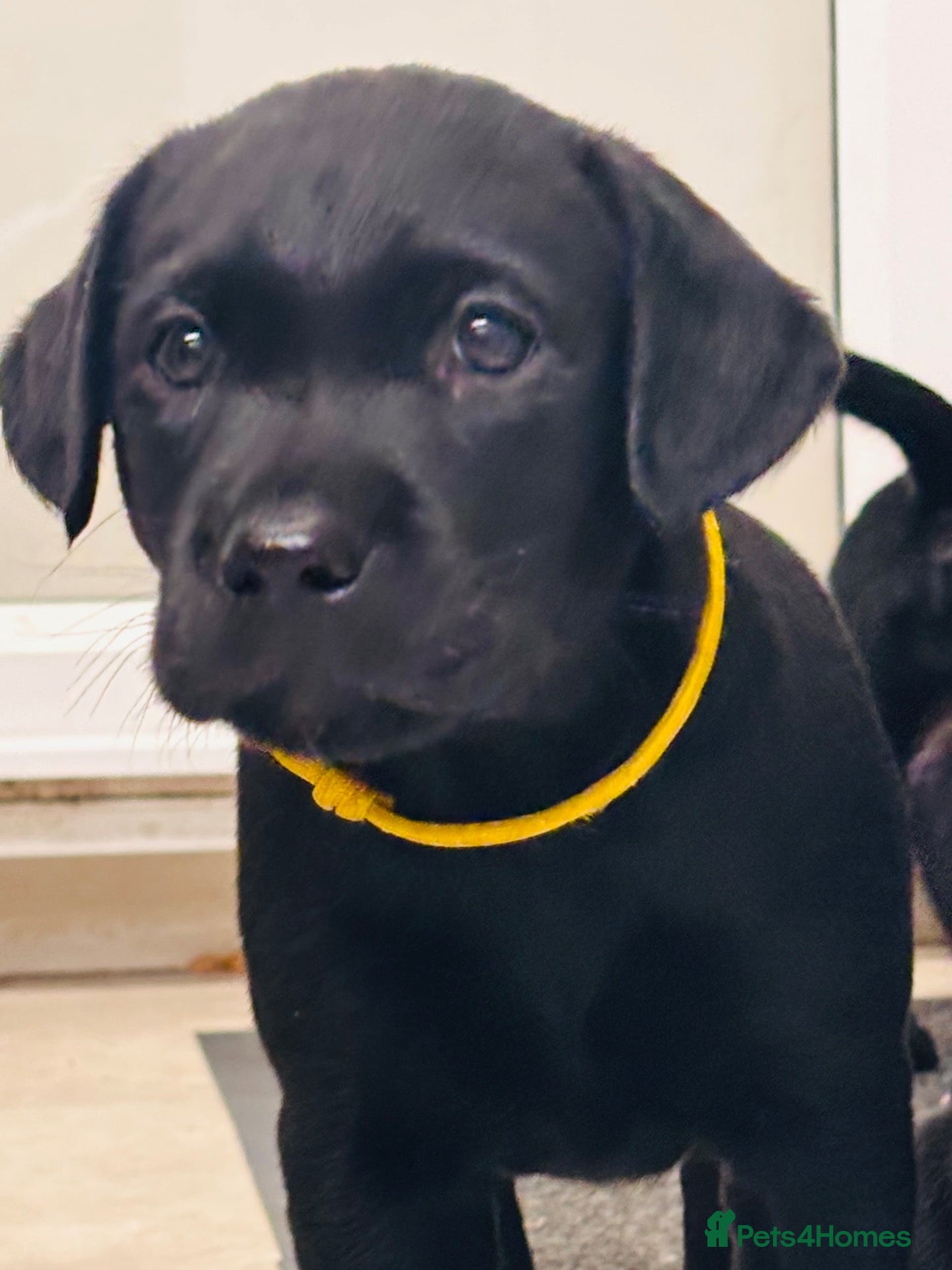 Labrador Retriever dogs Fantastic kc registered Labrador puppies 🐶  - Advert 2