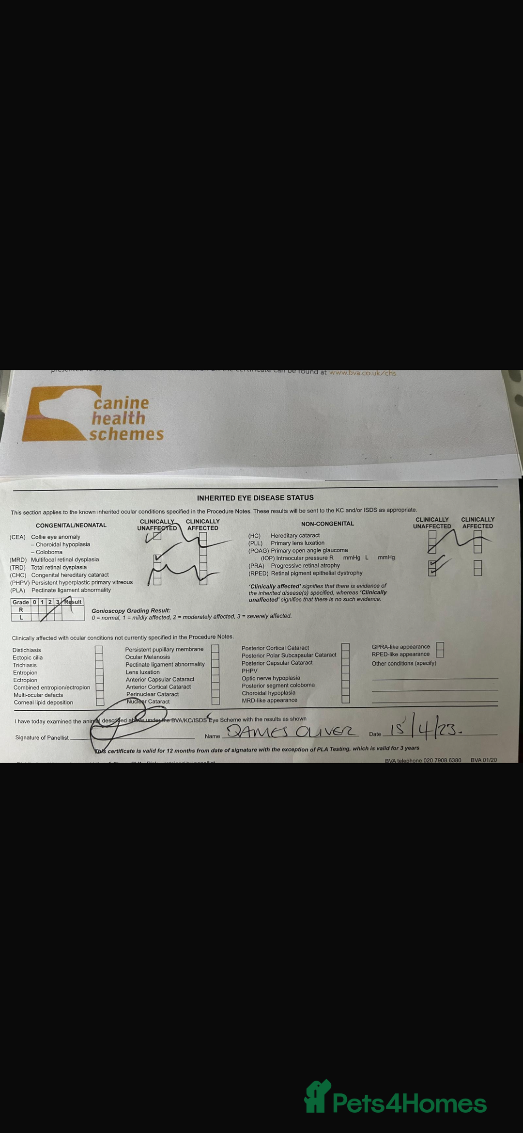 English Springer Spaniel dogs for sale: English springer spaniel puppies  - Image 9