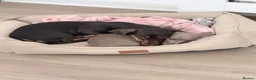 Miniature Dachshund dogs for sale: Miniature dachshund in Glasgow - Advert 2