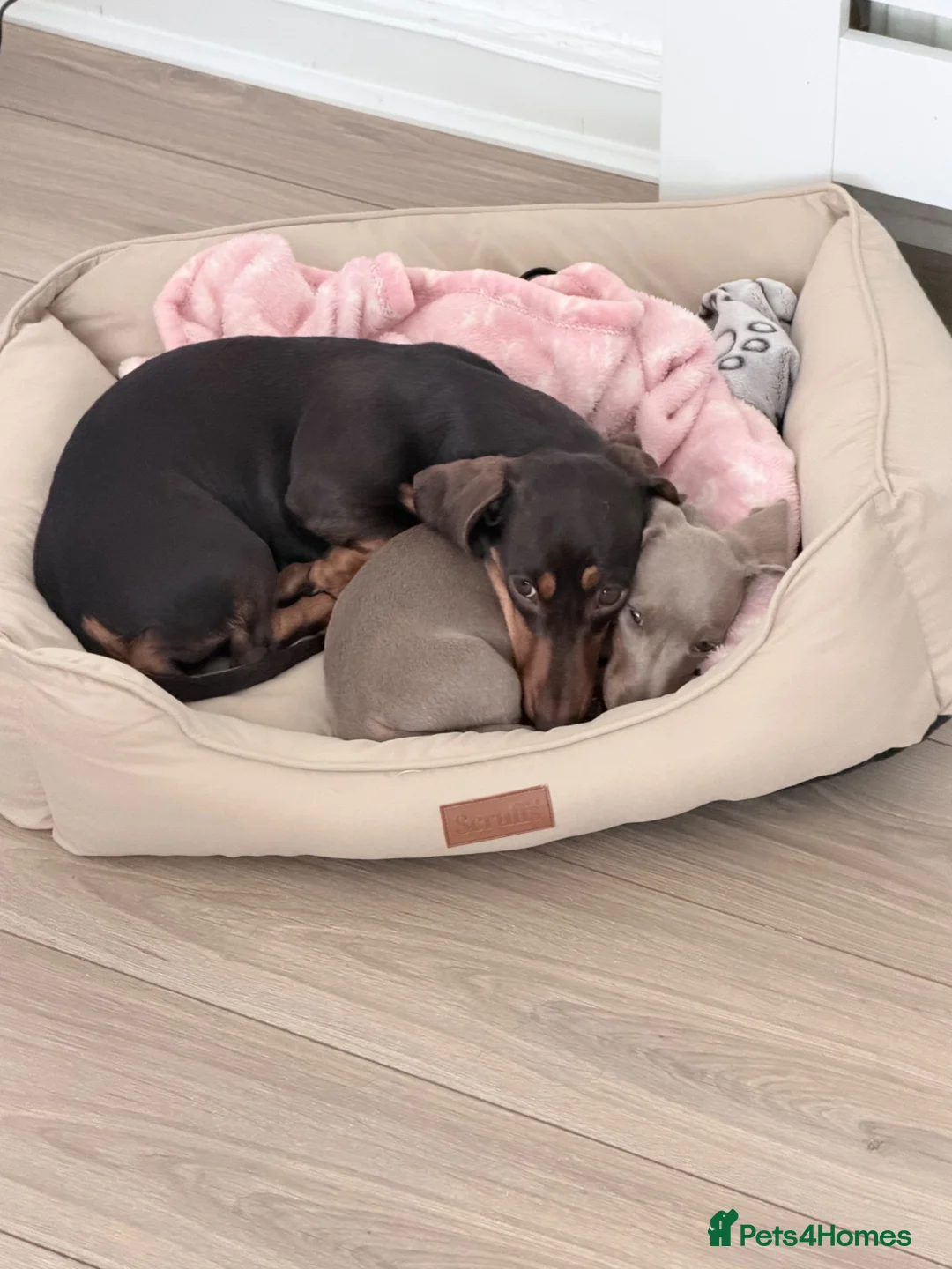 Miniature Dachshund dogs for sale: Miniature dachshund in Glasgow - Advert 2