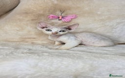 Devon Rex cats for sale: Tow beautiful Devon Rex boys  - Image 1