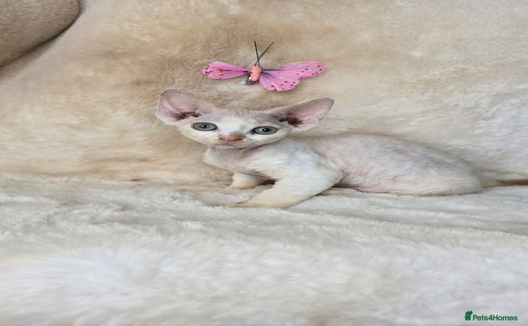 Devon Rex cats - Advert 1