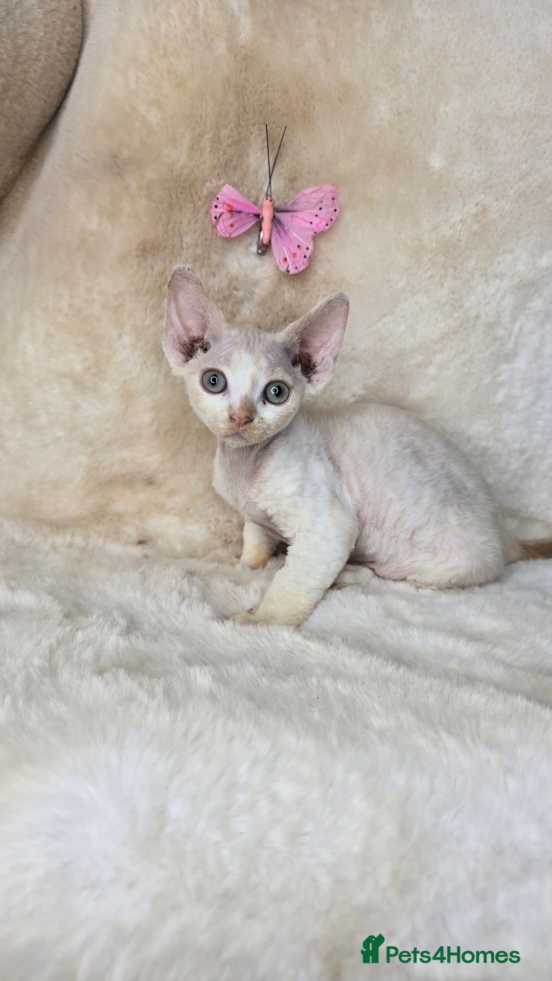 Devon Rex cats for sale: Tow beautiful Devon Rex boys  - Image 1