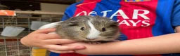 Guinea Pig rodents for sale: 10 week old male guinea pigs in Torrington - Advert 14