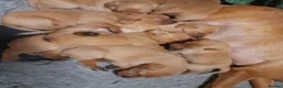 Labrador Retriever dogs for sale: Fox red labrador puppies  - Advert 4