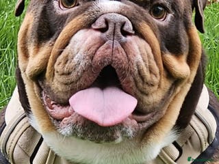 English Bulldog dogs KC BRITISH BULLDOG FOR STUD in Basildon - Advert 4