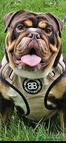 English Bulldog dogs in Basildon - Advert 14
