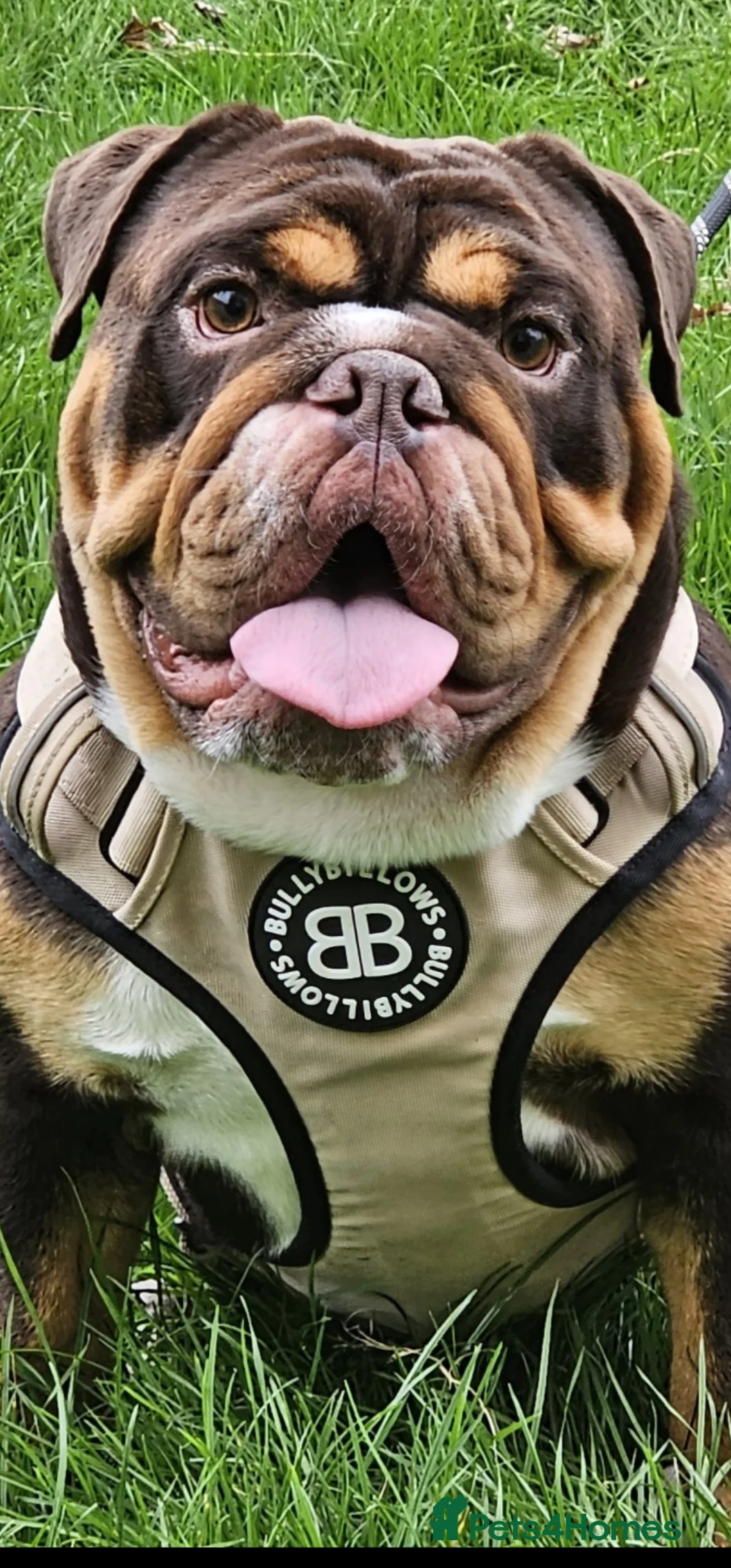 English Bulldog dogs for stud: KC BRITISH BULLDOG FOR STUD  in Basildon - Advert 1