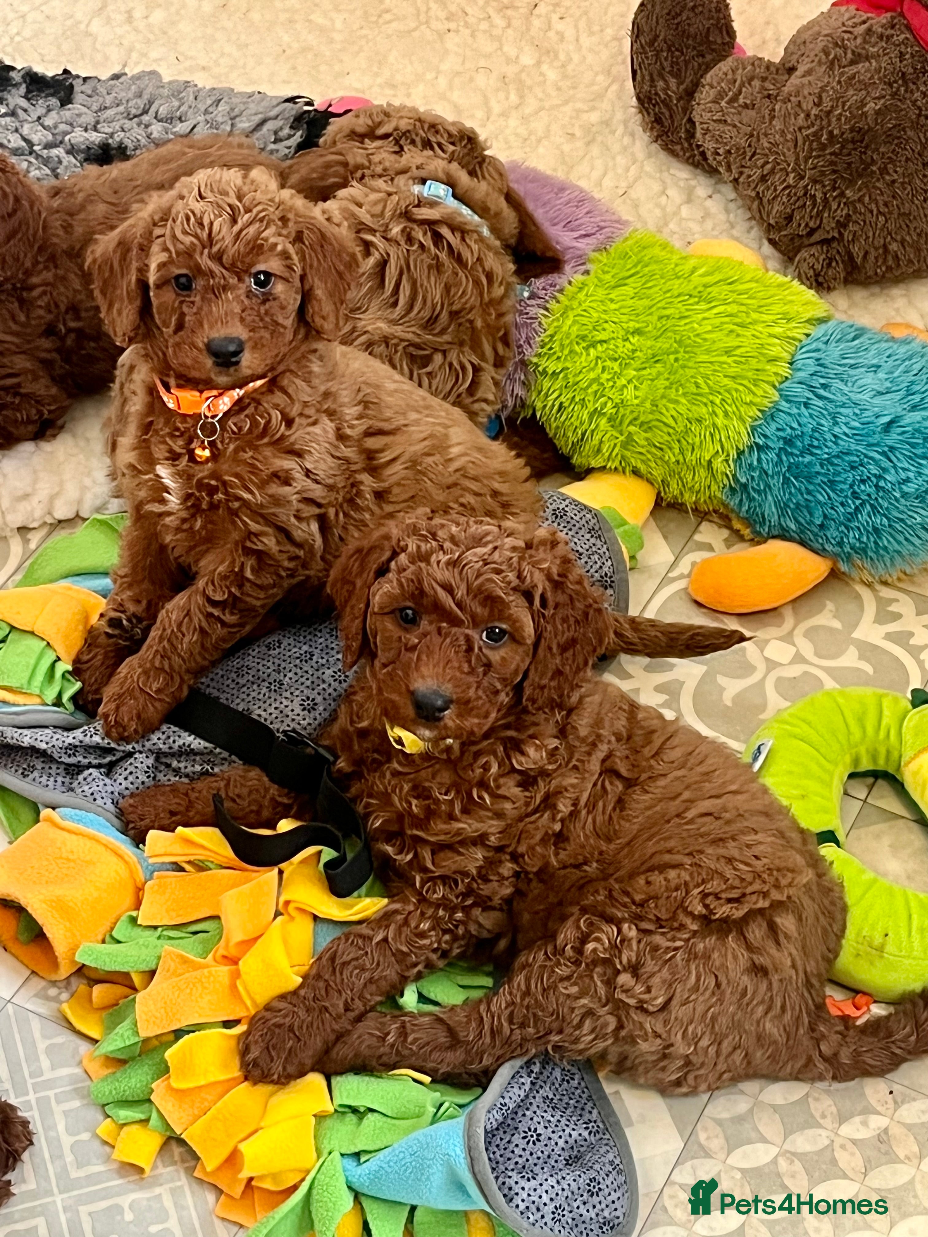 Goldendoodle dogs multigenerational Australian Golden doubledoodles - Advert 17