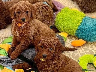 Goldendoodle dogs multigenerational Australian Golden doubledoodles - Advert 9