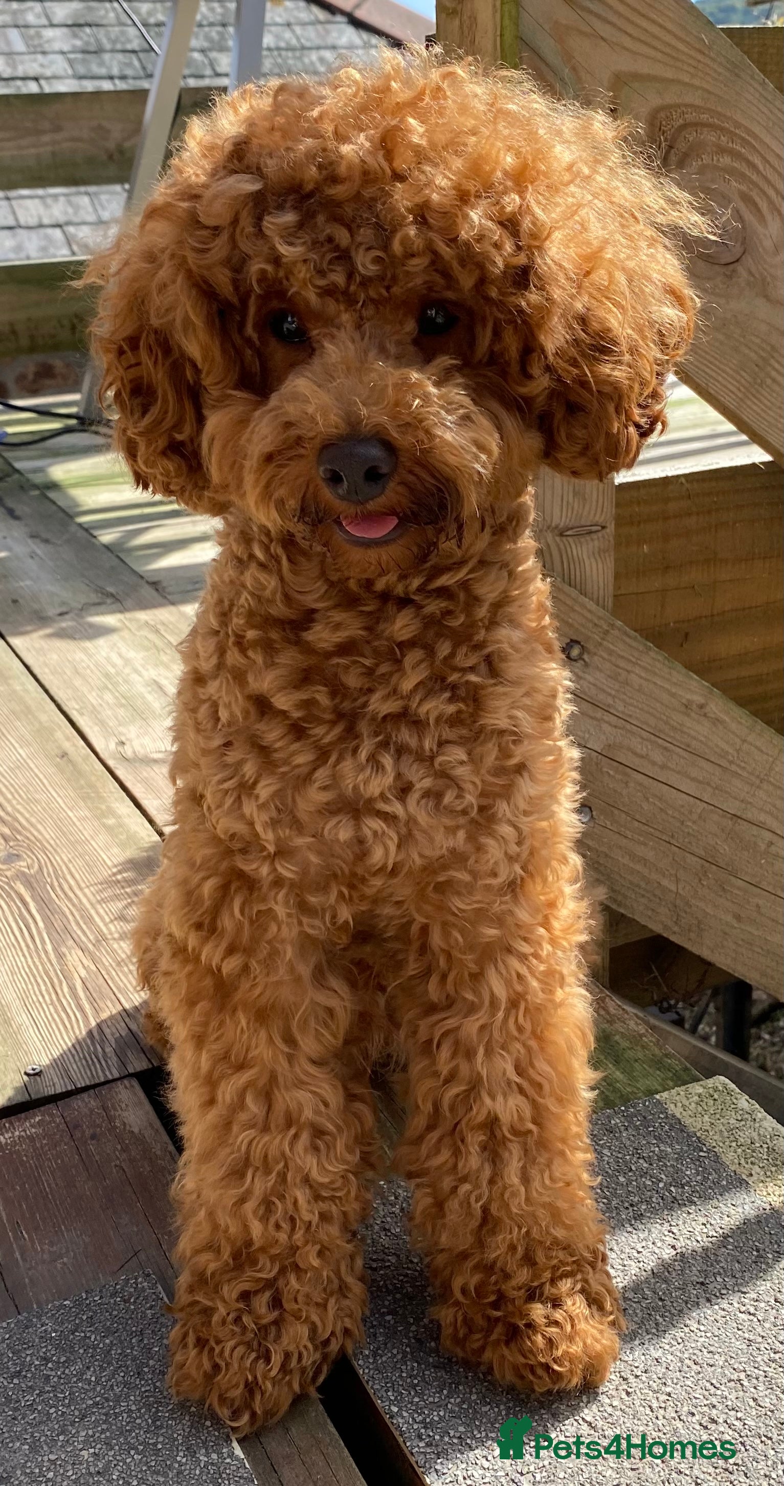 Toy Poodle dogs Kc health tested toy poodle for stud in Torpoint - Advert 2