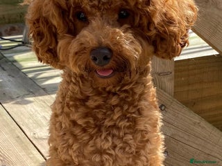 Toy Poodle dogs in Torpoint - Advert 20