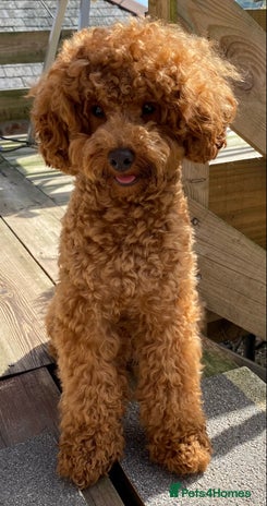 Toy Poodle dogs in Torpoint - Advert 1