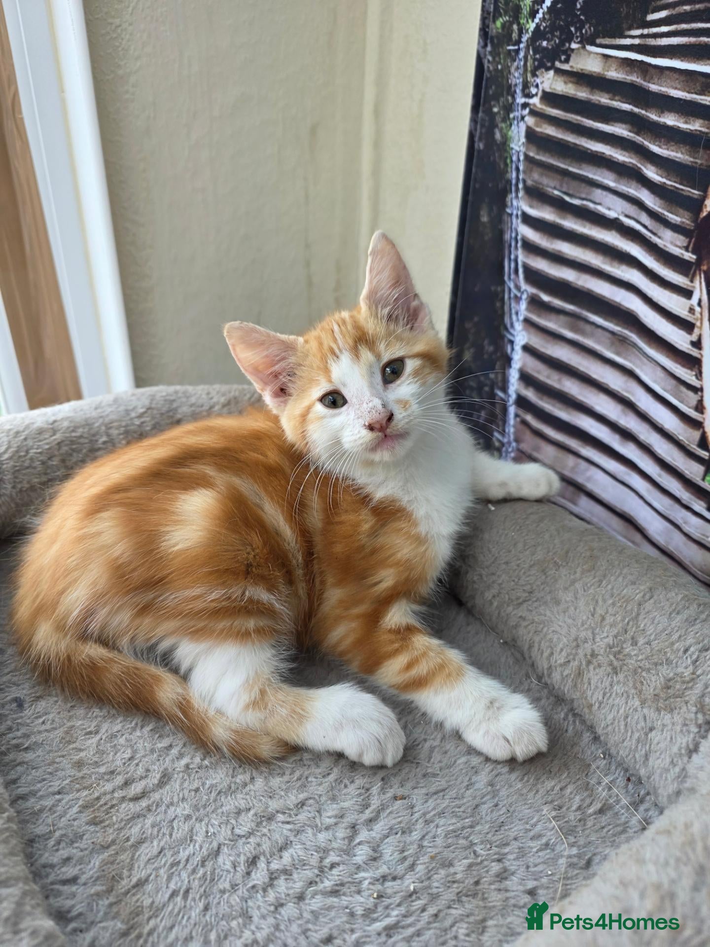 Turkish Angora cats Cute kittens - Advert 5