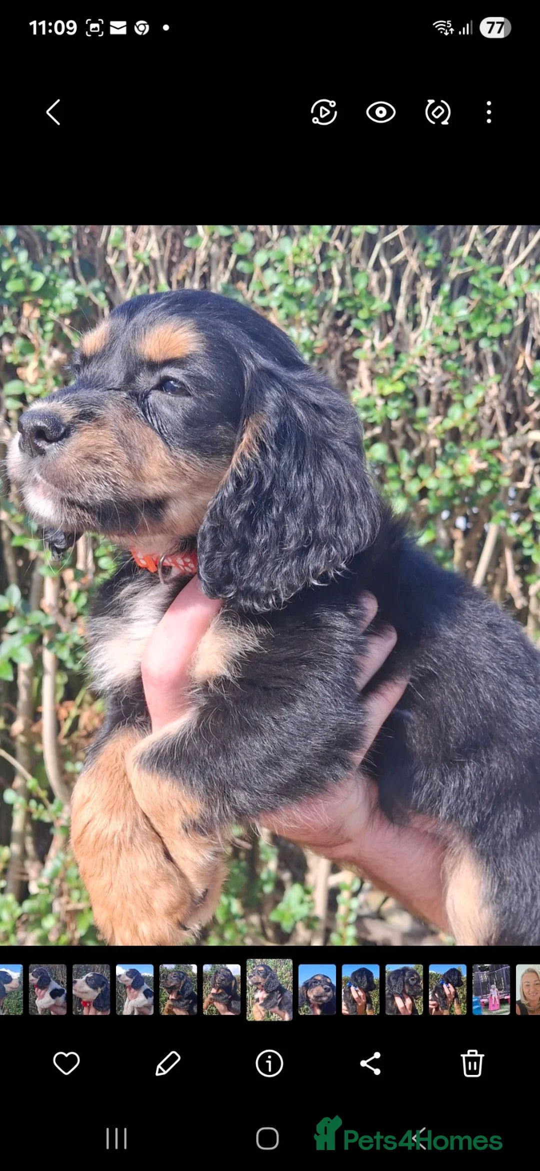Cocker Spaniel dogs for sale: 5 cocker spaniels puppies  - Advert 2