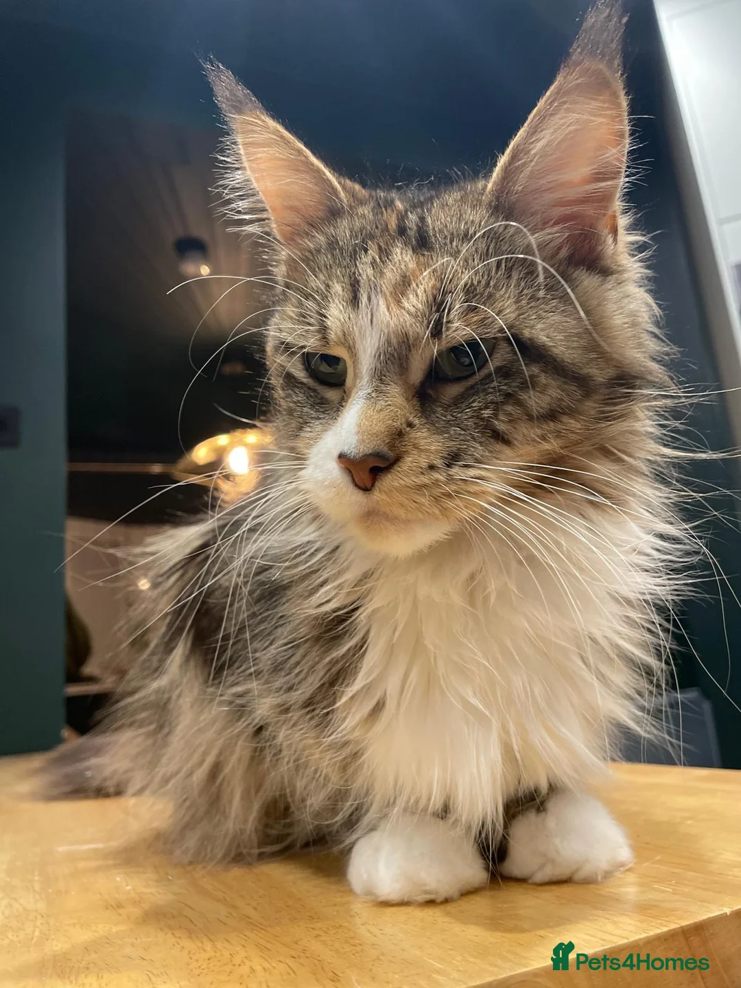 Mixed Breed cats for sale: Sisters looking for a new family home <3 - Advert 15