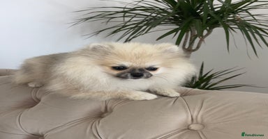 Pomeranian dogs - Advert 9