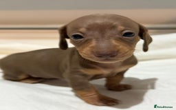 Dachshund dogs for sale: Stunning litter of minature dachshund puppies  - Image 7