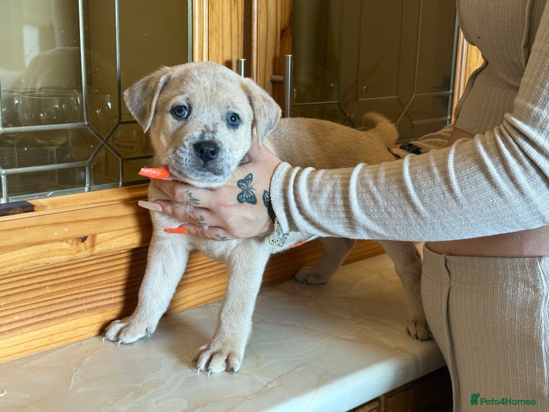 Mixed Breed dogs for sale: Chow chow x American bull dog  - Image 17