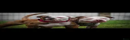 Mixed Breed dogs for sale: American bulldog x staffy  - Advert 7